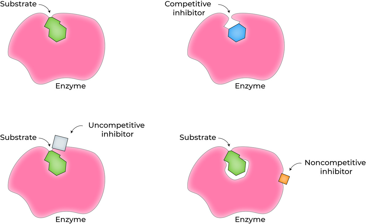 Diagramm von Enzyminhibitoren und ihren Hemmungsmechanismen