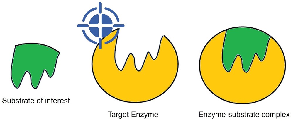 Vereinfachtes Schema zum Enzym-Screening gegenüber Substraten