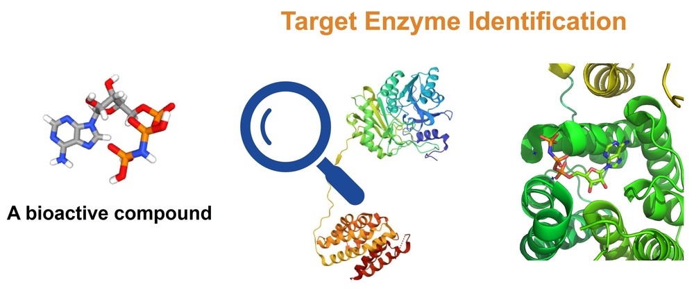 Target enzyme identification service by Creative Enzymes