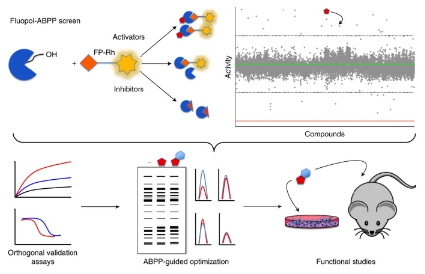 Graphical abstract illustrating discovery of small-molecule enzyme activators using activity-based protein profiling (ABPP)