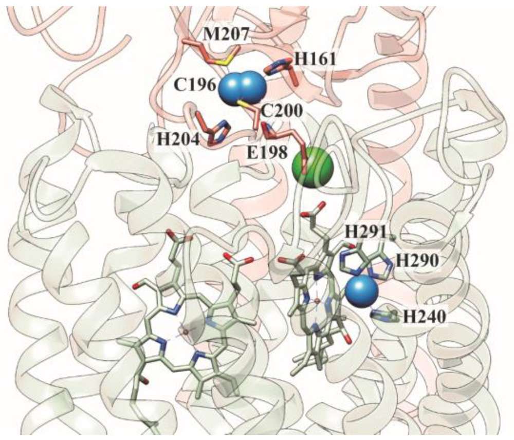 Die kupferhaltigen Untereinheiten der humanen Cytochrom-c-Oxidase sind dargestellt