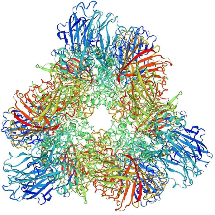 Struktur der psychrophilen Beta-Galaktosidase