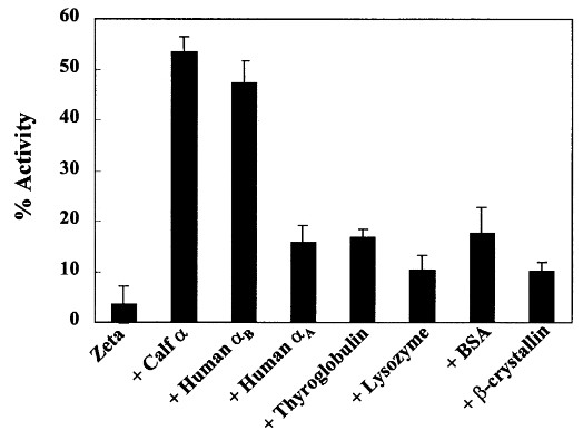Alpha-crystallin chaperone assisting the refolding and reactivation of denatured quinone oxidoreductase