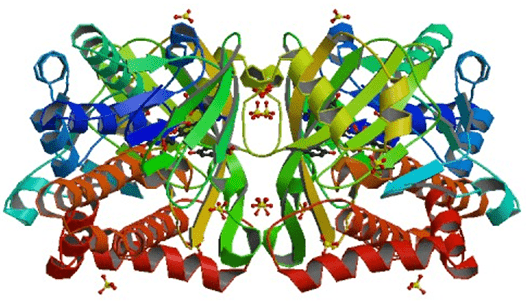 Die Kristallstruktur der 4-Hydroxybenzoat 3-Monooxygenase von Pseudomonas aeruginosa