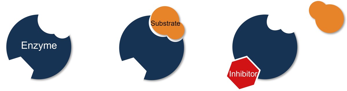 Diagramm zur Enzym‑Substrat‑Interaktion und zum Bindungsmechanismus von Inhibitoren