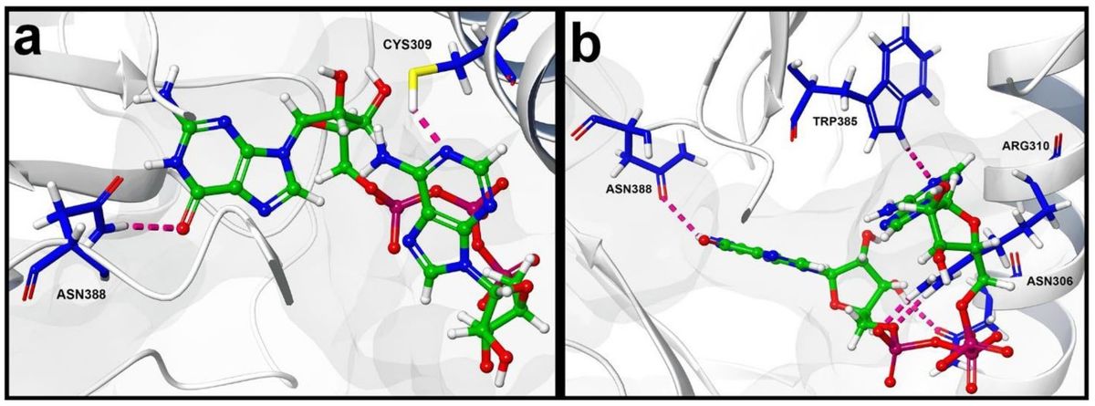 Strukturbasiertes virtuelles Screening und Molekulardynamik‑Simulation der SARS‑CoV‑2‑NSP14‑Methyltransferase zur Identifizierung antiviraler Inhibitoren