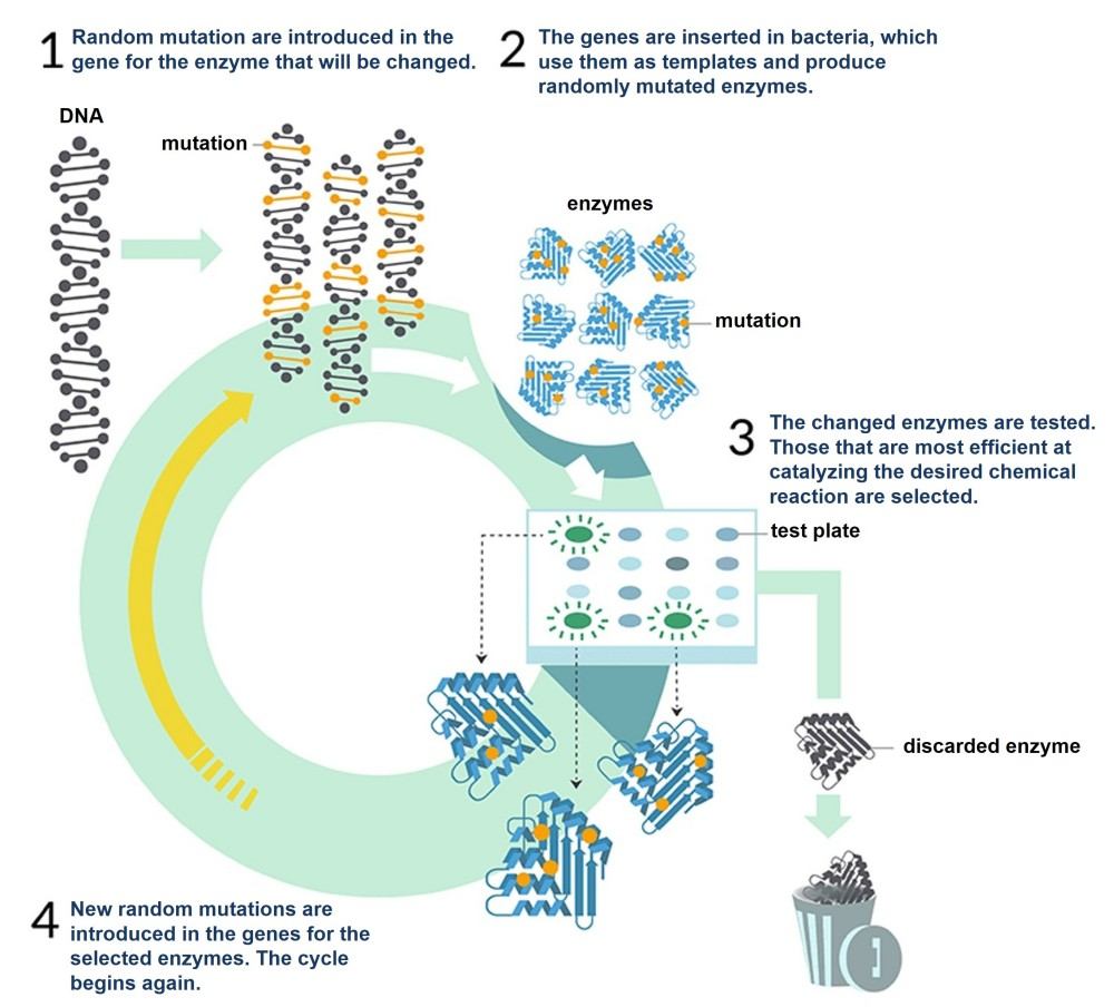 Directed evolution service workflow illustration