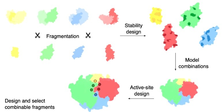 Simplified workflow diagram of combinatorial enzyme design
