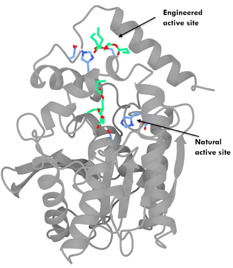 Molecular docking results of the native active site (NAS) of E1 and engineered active site (EAS) of EE