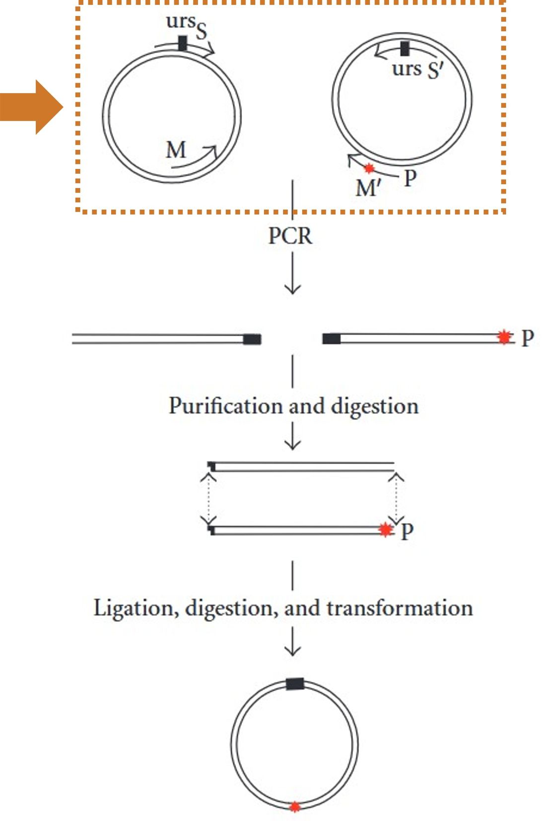 A simplified workflow of a site-directed mutagenesis strategy, starting with template DNA sequencing