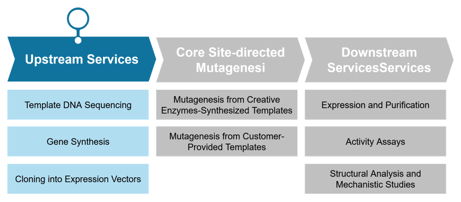 Step-by-step site-directed mutagenesis enzyme engineering services at Creative Enzymes