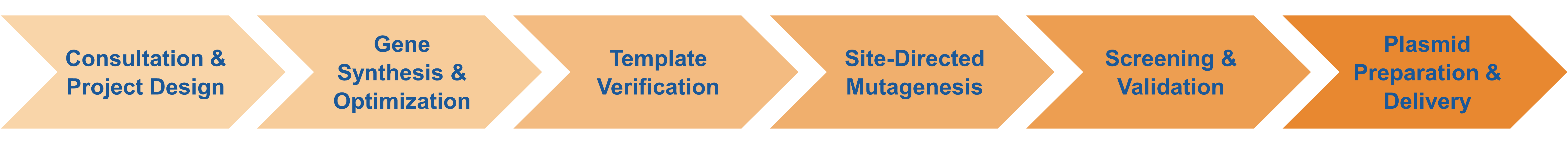 Service workflow for site-directed mutagenesis using templates synthesized by Creative Enzymes