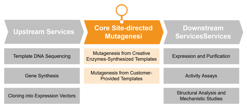 Step-by-step site-directed mutagenesis enzyme engineering services at Creative Enzymes