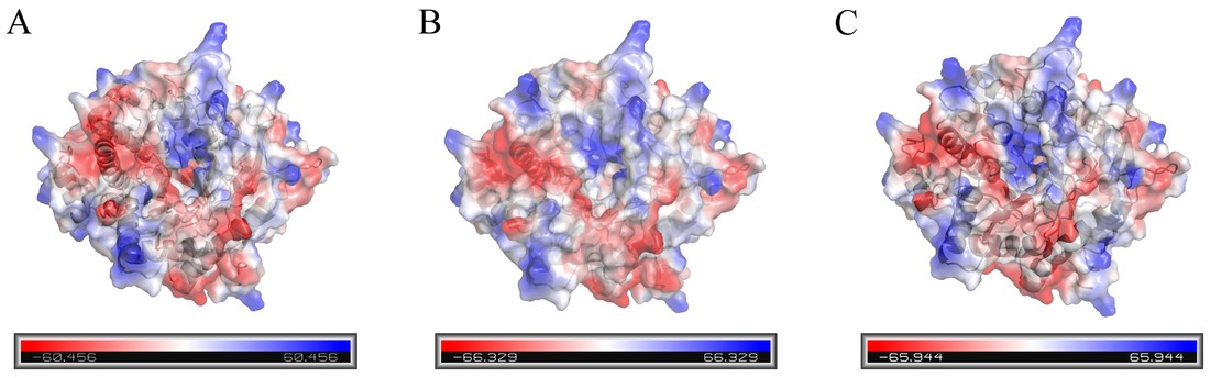 Surface electrostatic potential analysis of wild-type and mutant III/IV Oenococcus oeni β-glucosidase