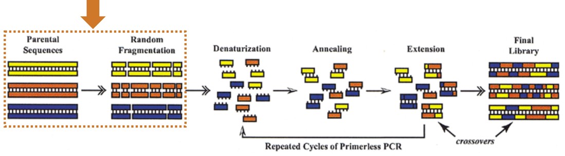 Principle and workflow of DNA shuffling