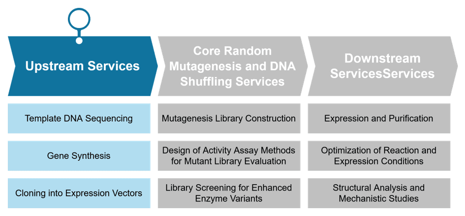 Upstream services for random mutagenesis and DNA shuffling