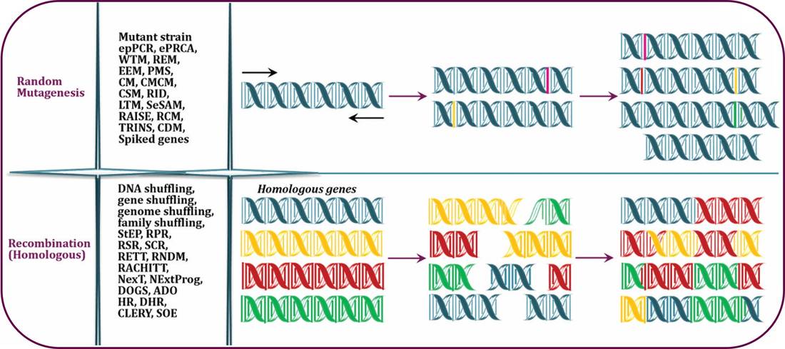 Use random mutagenesis and DNA shuffling methods to construct libraries of gene variants