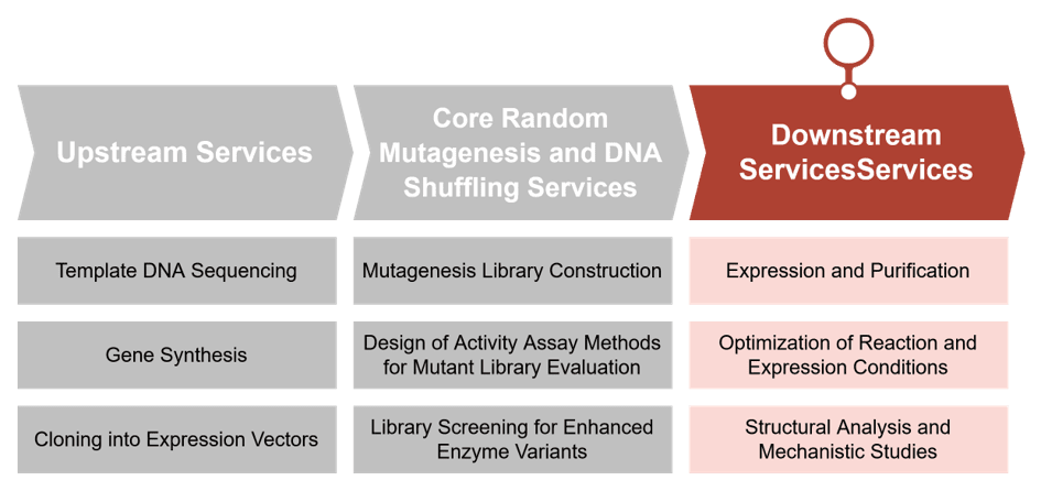 Downstream services for random mutagenesis and DNA shuffling