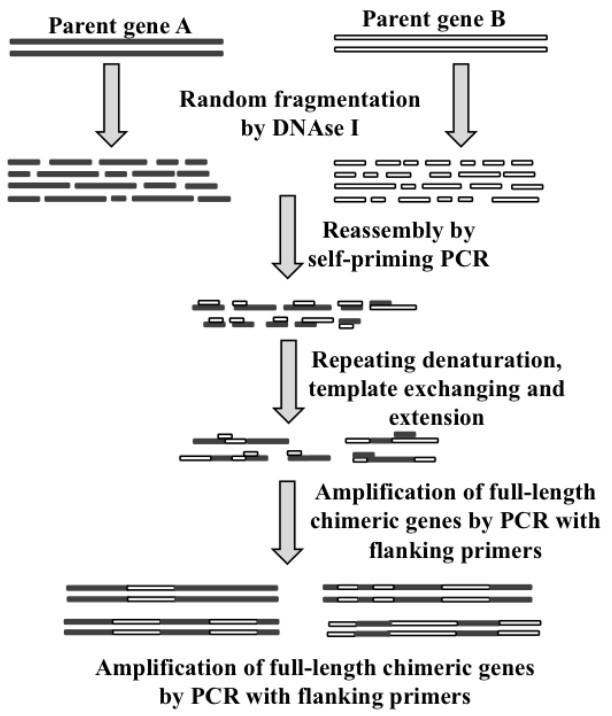 Prinzip und Workflow der zufälligen Enzymmutagenese mittels DNA-Shuffling zur Variantengenerierung