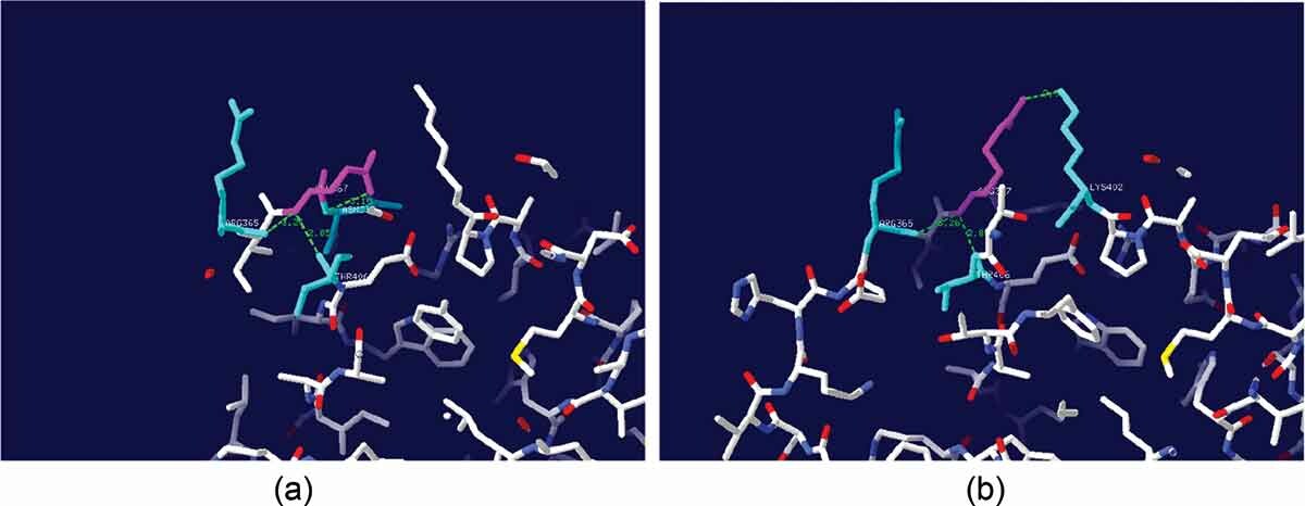 Verbesserte katalytische Effizienz der CotA-Laccase durch DNA-Shuffling-getriebene Evolution