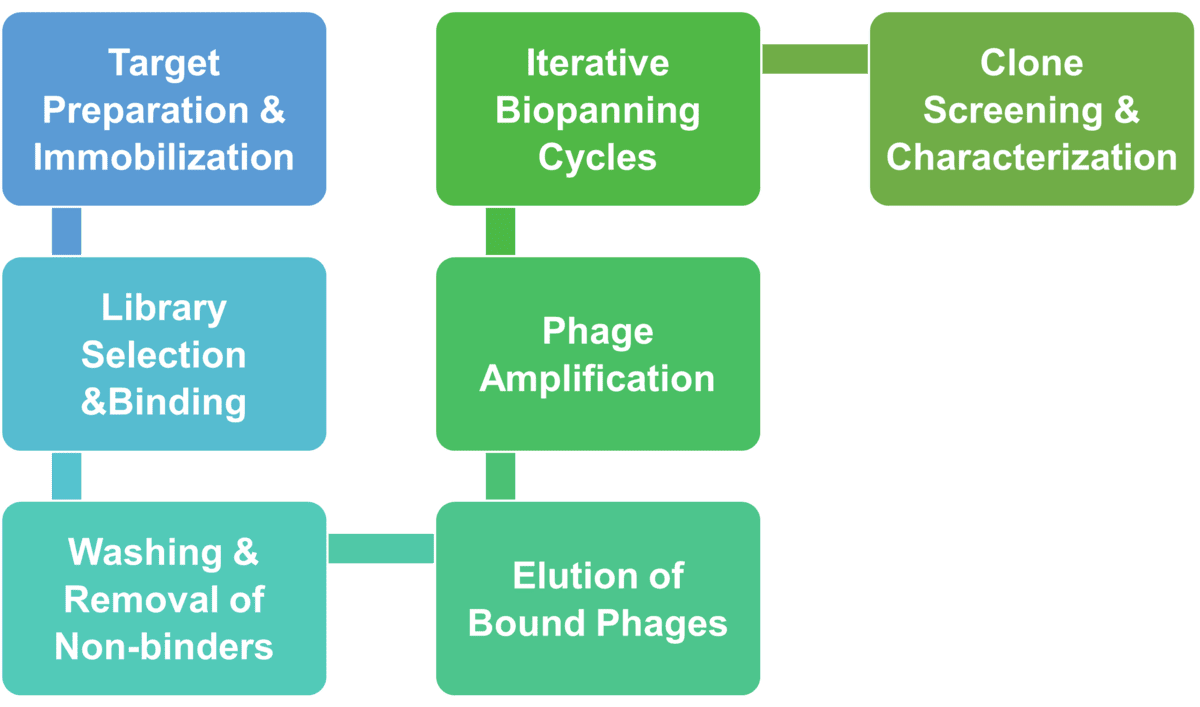 Workflow des Phagen-Displays für Enzyme Engineering bei Creative Enzymes