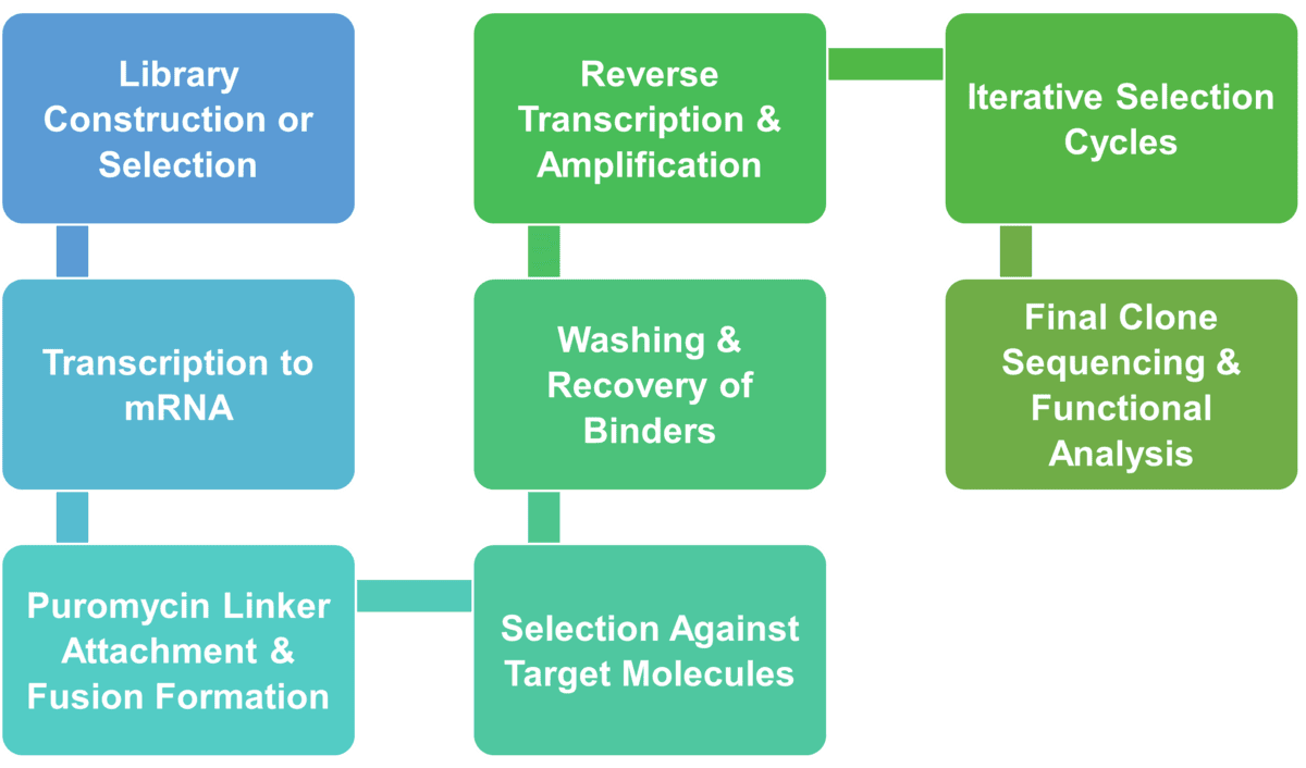 Workflow des mRNA-Displays für Enzyme Engineering bei Creative Enzymes