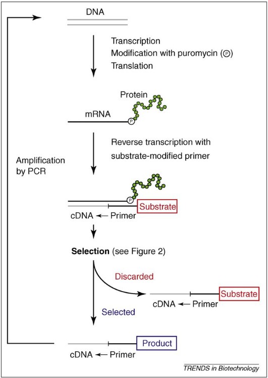 Allgemeines Schema des mRNA-Displays