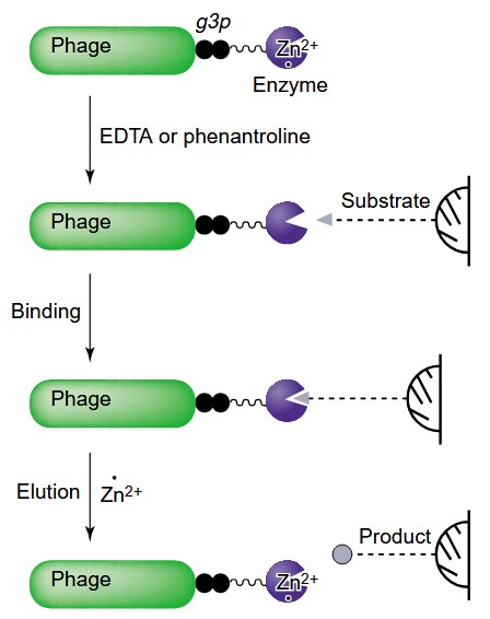 Phagen-Display als Werkzeug für die gerichtete Evolution von Enzymen