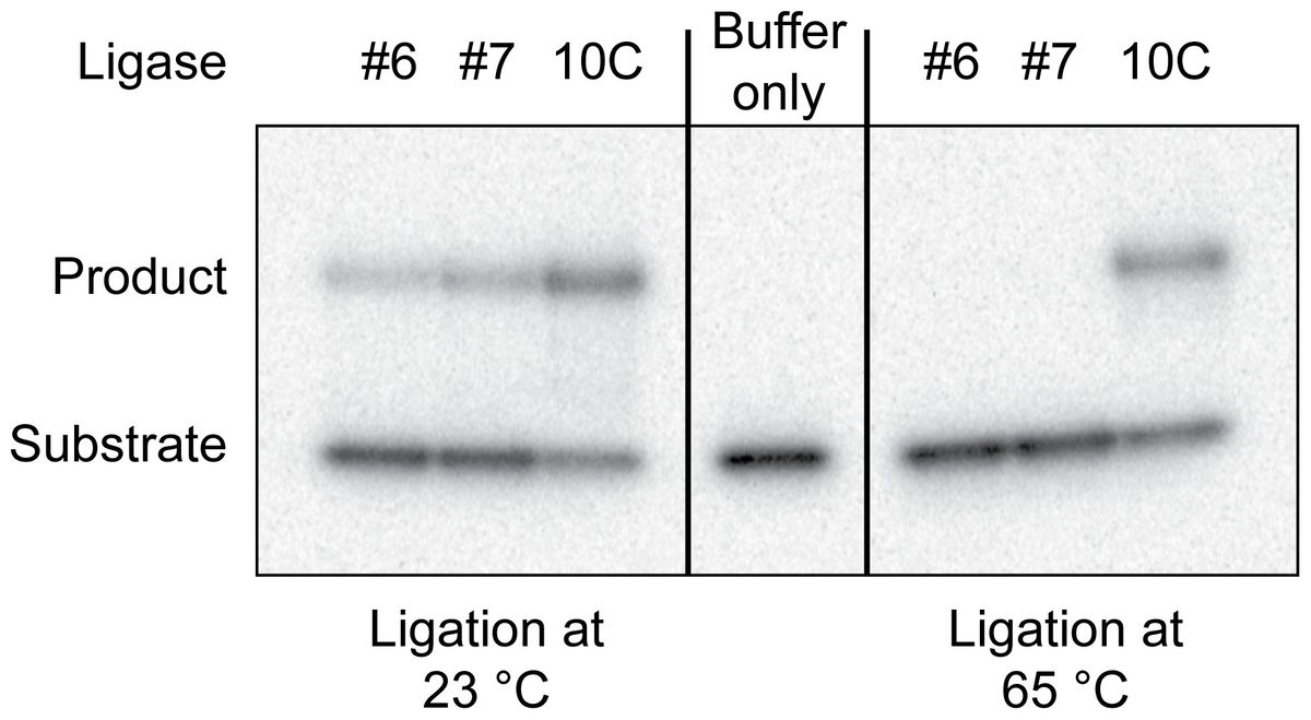 Isolierung thermostabiler künstlicher Enzyme durch in-vitro-Selektion