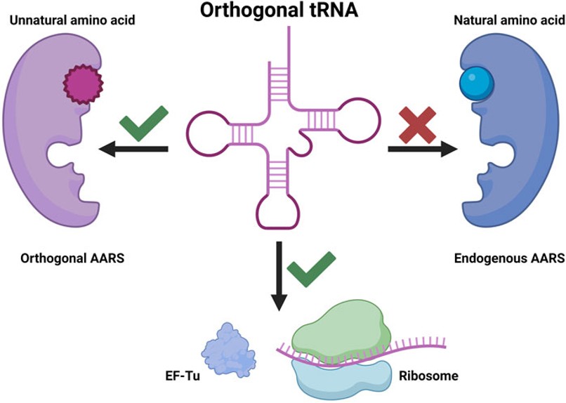 Orthogonal tRNA for genetic code expansion