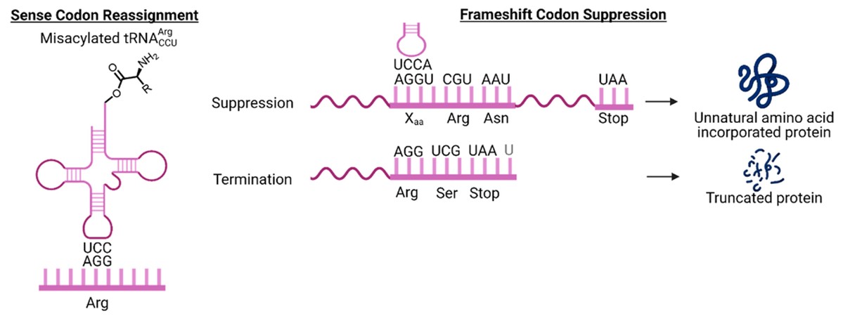 Strategies for codon expansion: sense codon reassignment and frameshift codon suppression