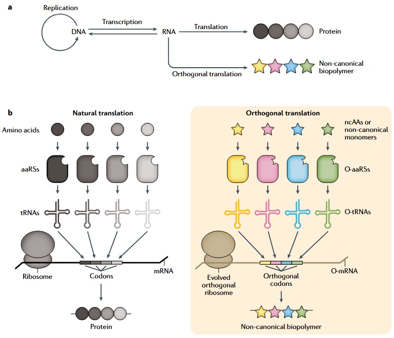 Comparison of natural translation using canonical amino acids, native aaRSs, and tRNAs versus orthogonal translation incorporating non-canonical amino acids with engineered orthogonal aaRS–tRNA systems