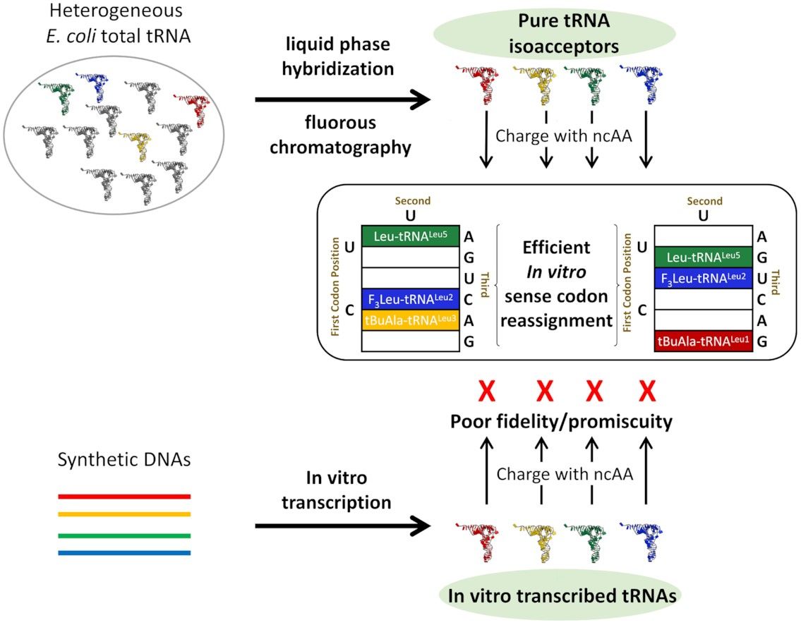 Expansion of the genetic code through reassignment of redundant sense codons using fully modified tRNA
