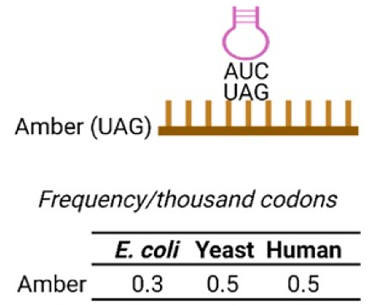 Amber stop codons and their frequency in different species