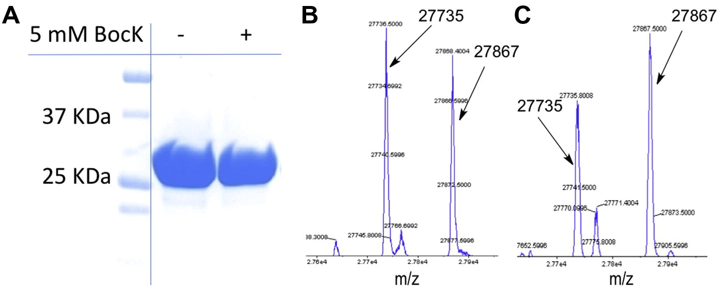 Near‐cognate suppression of amber, opal and quadruplet codons competes with aminoacyl‐tRNAPyl for genetic code expansion