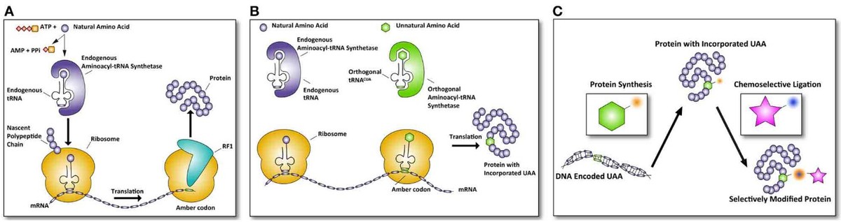 Methode zur Inkorporation nichtkanonischer Aminosäuren: Amber-Codon-Suppression
