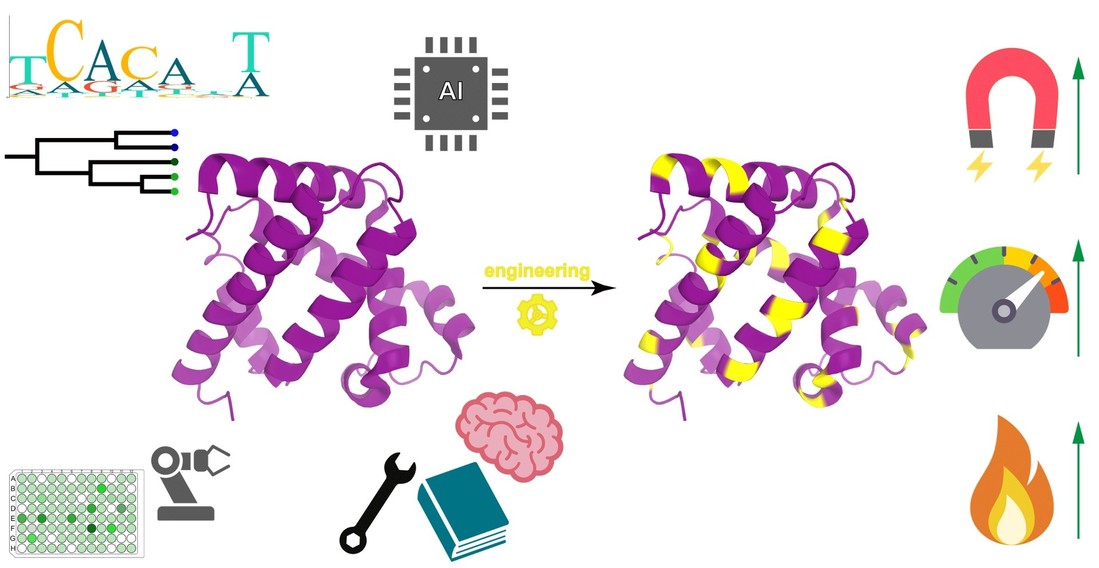 Diagram of enzyme engineering strategies for enhancing enzyme performance