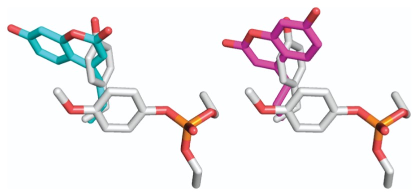 Enzyme activity improvement of bacterial phosphotriesterases using unnatural amino acids at position Y309