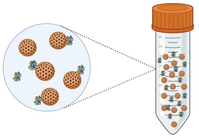Custom enzyme immobilization services