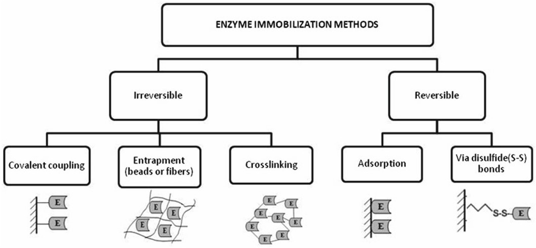 Enzyme immobilization methods: covalent coupling, entrapment (beads or fibers), crosslinking, adsorption, and via disulfide bonds