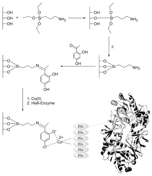 One-step enzyme extraction and immobilization for biocatalysis applications