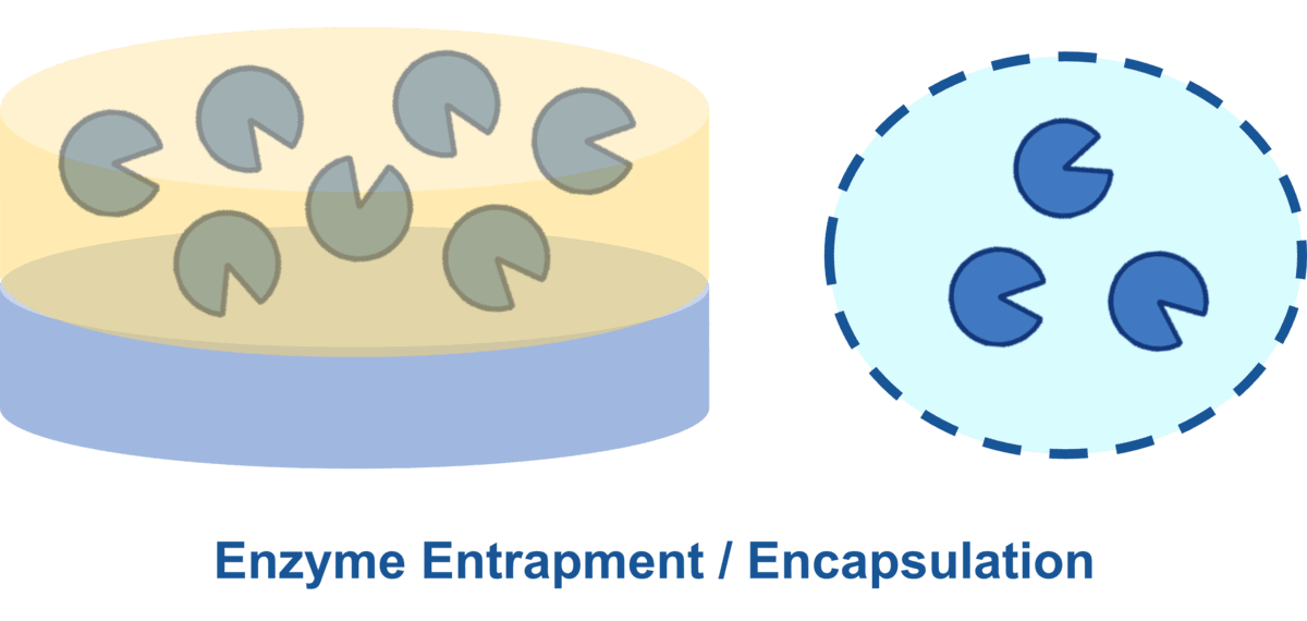Dienstleistungen zur Enzymverkapselung von Creative Enzymes
