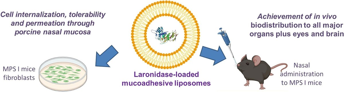Laronidase-beladene Liposomen erreichen nach nichtinvasiver nasaler Applikation das Gehirn und weitere schwer zugängliche Organe