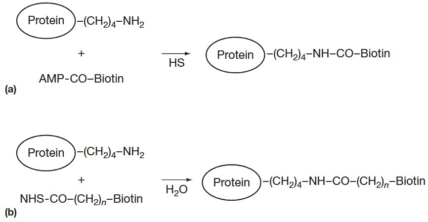 Reaction of protein biotinylation