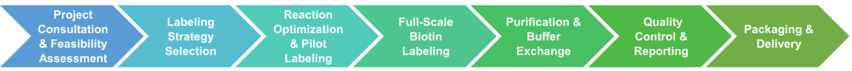 Workflow of enzyme biotin labeling