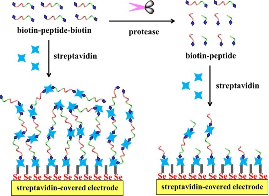 Biotinylation of protease for biosensor fabrication