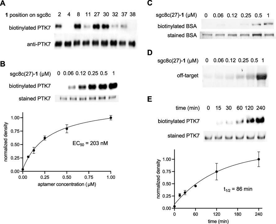 Cell surface labeling and detection of protein tyrosine kinase 7 via covalent aptamers