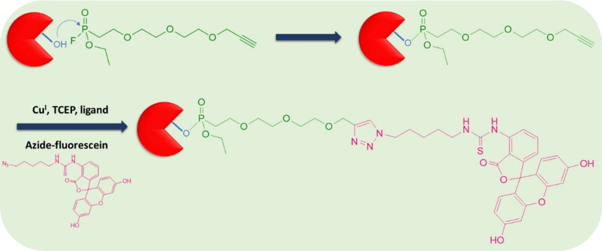 Click chemistry-based labeling of serine hydrolases