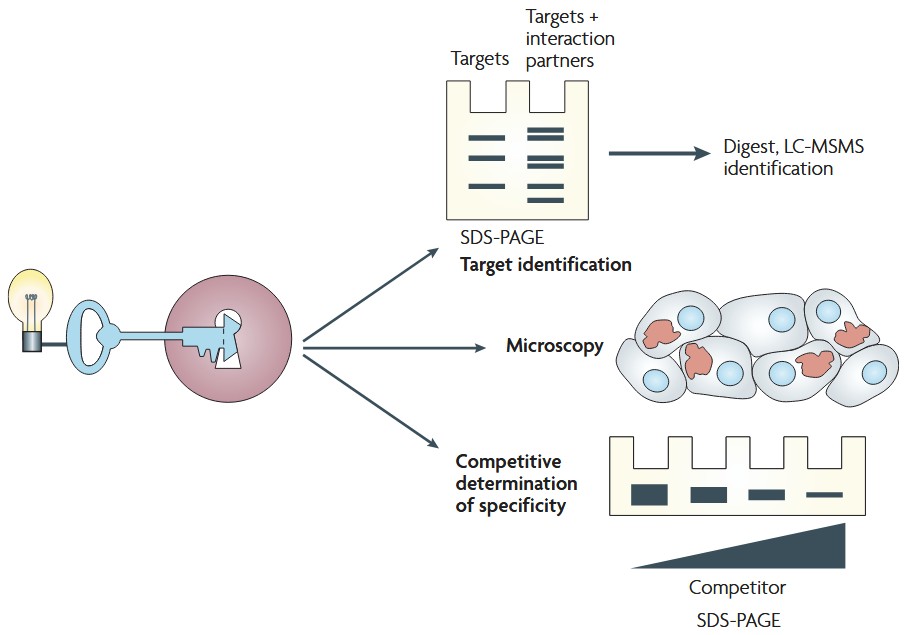Active-site directed probes to report enzymatic action in the ubiquitin proteasome system
