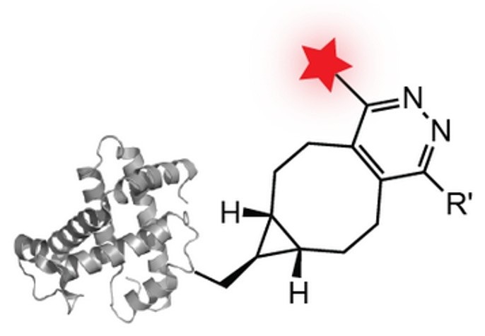 Fluorescent labeled enzyme